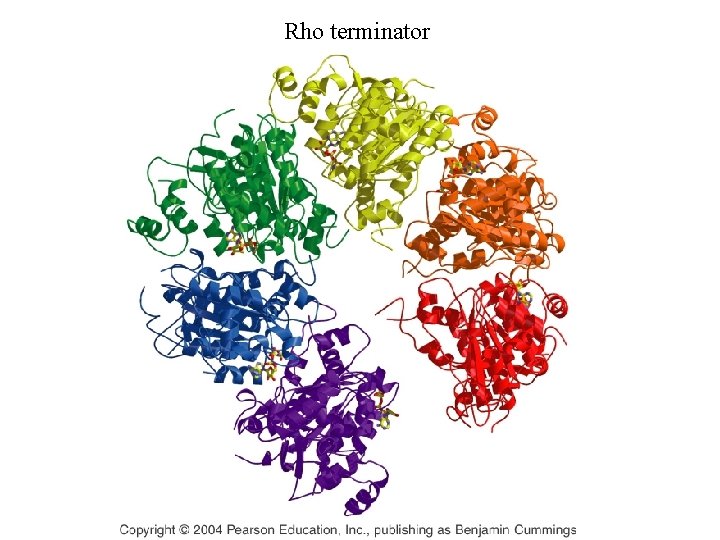 Rho terminator Rho terminator