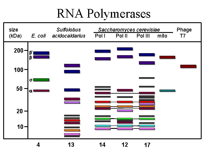 RNA Polymerases size (k. Da) 200 E. coli Sulfolobus acidocaldarius Saccharomyces cerevisiae Pol III RNA Polymerases size (k. Da) 200 E. coli Sulfolobus acidocaldarius Saccharomyces cerevisiae Pol III