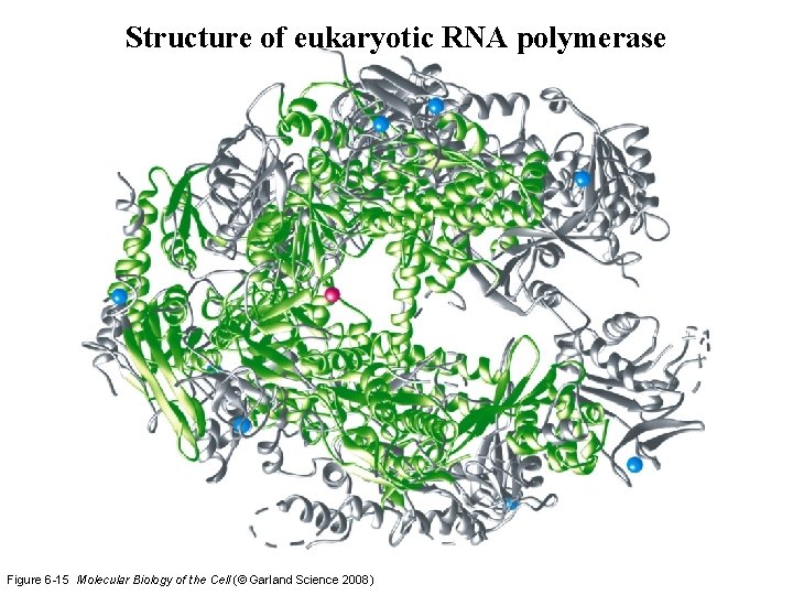 Structure of eukaryotic RNA polymerase Figure 6 -15 Molecular Biology of the Cell (© Structure of eukaryotic RNA polymerase Figure 6 -15 Molecular Biology of the Cell (©