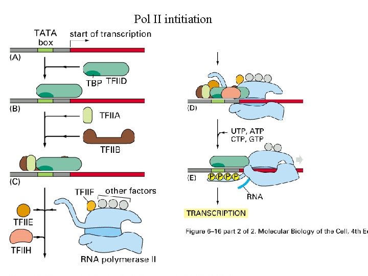 Pol II intitiation Pol II intitiation