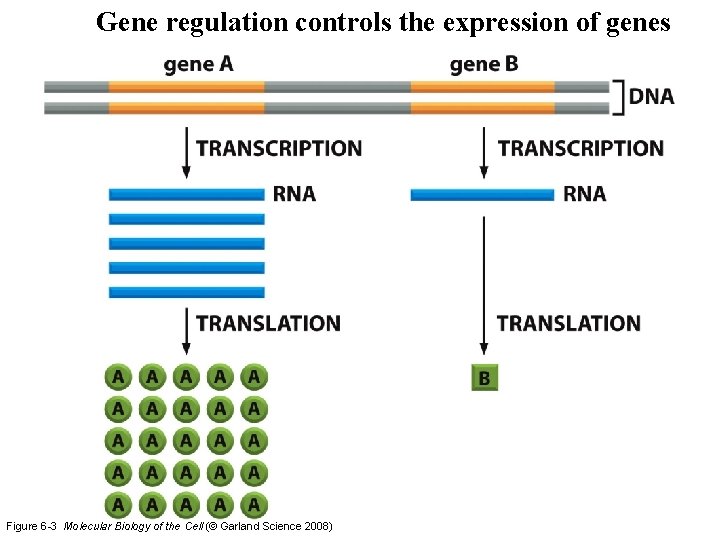 Gene regulation controls the expression of genes Figure 6 -3 Molecular Biology of the Gene regulation controls the expression of genes Figure 6 -3 Molecular Biology of the