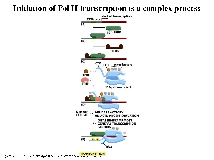Initiation of Pol II transcription is a complex process Figure 6 -16 Molecular Biology Initiation of Pol II transcription is a complex process Figure 6 -16 Molecular Biology