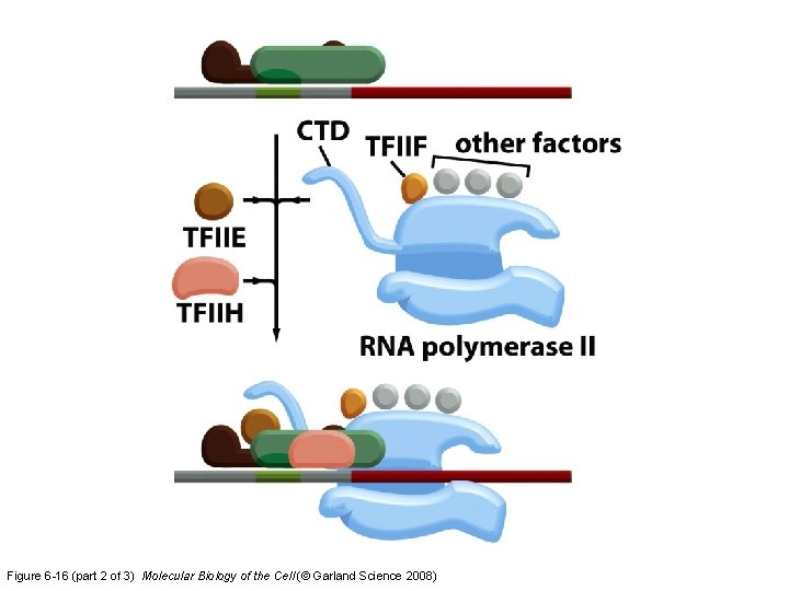 Figure 6 -16 (part 2 of 3) Molecular Biology of the Cell (© Garland Figure 6 -16 (part 2 of 3) Molecular Biology of the Cell (© Garland