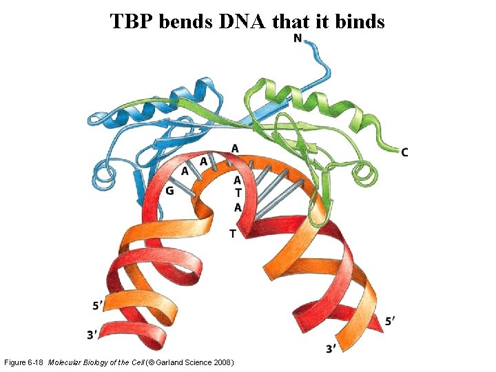 TBP bends DNA that it binds Figure 6 -18 Molecular Biology of the Cell TBP bends DNA that it binds Figure 6 -18 Molecular Biology of the Cell