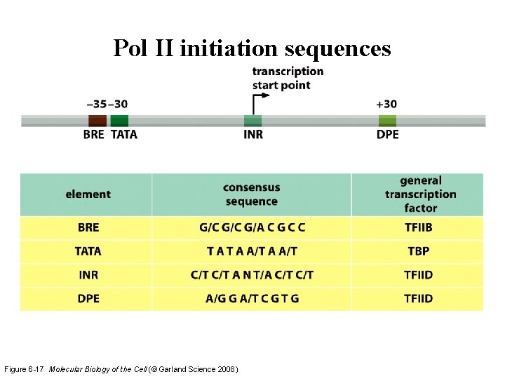 Pol II initiation sequences Figure 6 -17 Molecular Biology of the Cell (© Garland Pol II initiation sequences Figure 6 -17 Molecular Biology of the Cell (© Garland