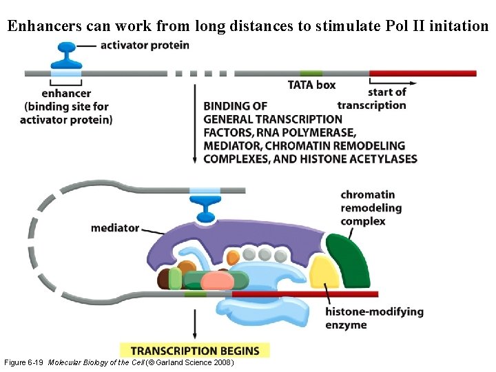 Enhancers can work from long distances to stimulate Pol II initation Figure 6 -19 Enhancers can work from long distances to stimulate Pol II initation Figure 6 -19