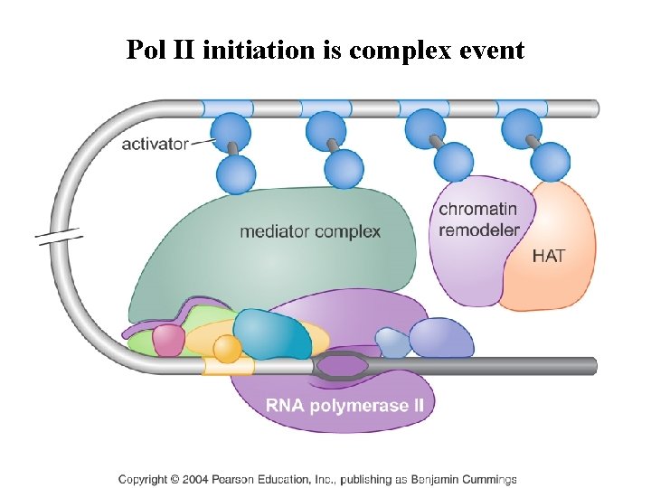 Pol II initiation is complex event Pol II initiation is complex event