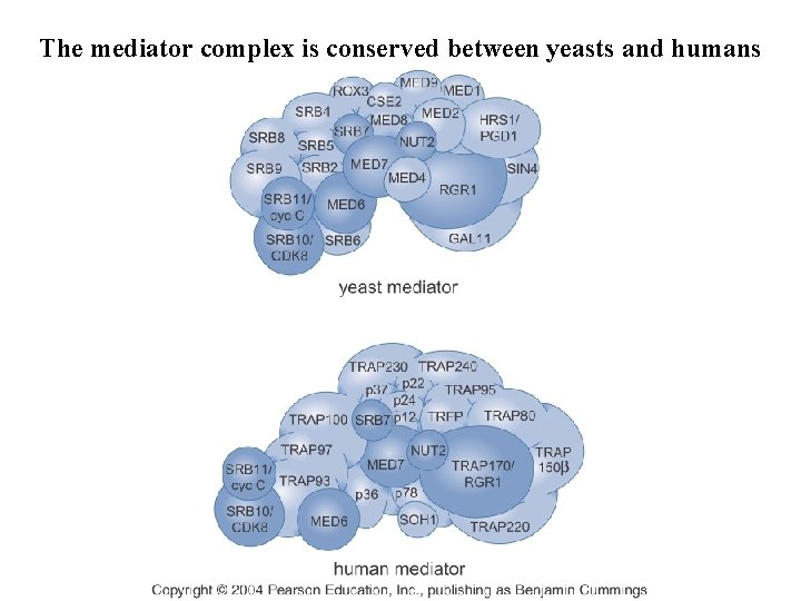 The mediator complex is conserved between yeasts and humans The mediator complex is conserved between yeasts and humans