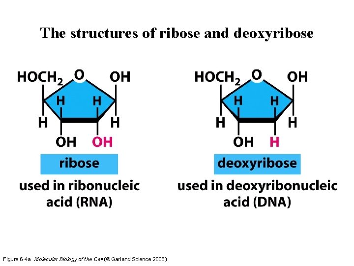 The structures of ribose and deoxyribose Figure 6 -4 a Molecular Biology of the The structures of ribose and deoxyribose Figure 6 -4 a Molecular Biology of the