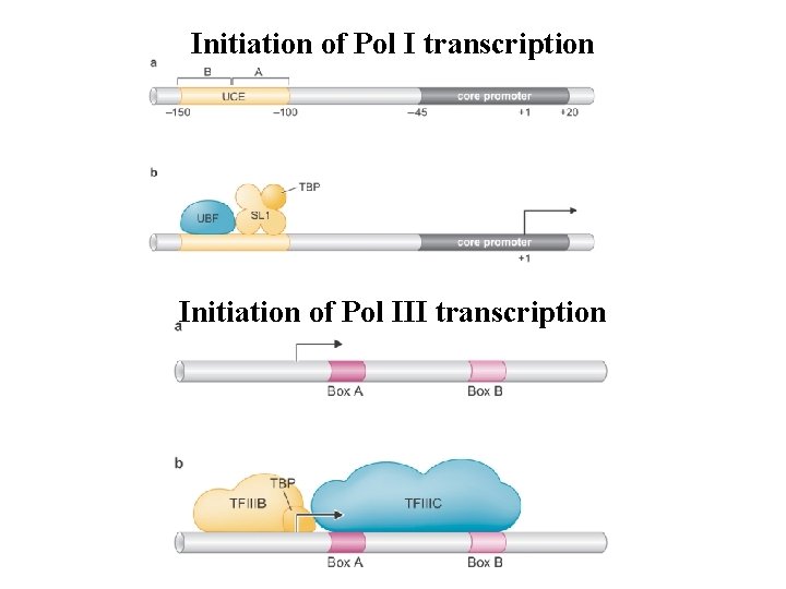 Initiation of Pol I transcription Initiation of Pol III transcription Initiation of Pol I transcription Initiation of Pol III transcription