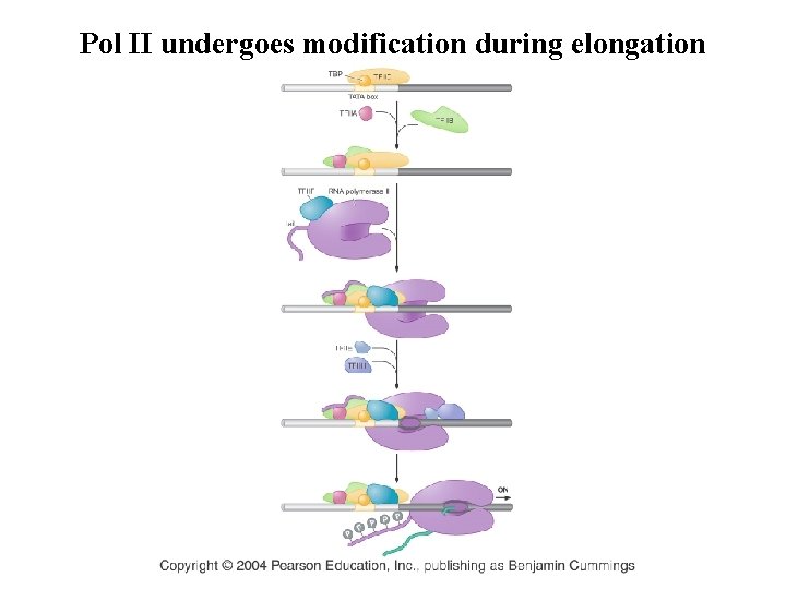 Pol II undergoes modification during elongation Pol II undergoes modification during elongation