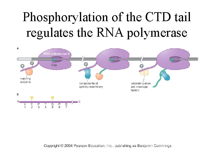 Phosphorylation of the CTD tail regulates the RNA polymerase Phosphorylation of the CTD tail regulates the RNA polymerase