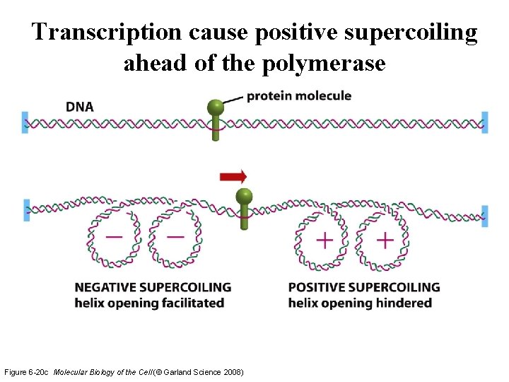 Transcription cause positive supercoiling ahead of the polymerase Figure 6 -20 c Molecular Biology Transcription cause positive supercoiling ahead of the polymerase Figure 6 -20 c Molecular Biology