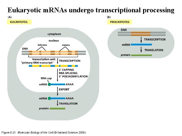 Eukaryotic m. RNAs undergo transcriptional processing Figure 6 -21 Molecular Biology of the Cell Eukaryotic m. RNAs undergo transcriptional processing Figure 6 -21 Molecular Biology of the Cell