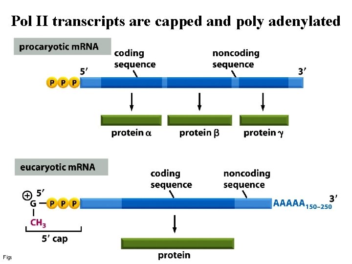 Pol II transcripts are capped and poly adenylated Figure 6 -22 a Molecular Biology Pol II transcripts are capped and poly adenylated Figure 6 -22 a Molecular Biology