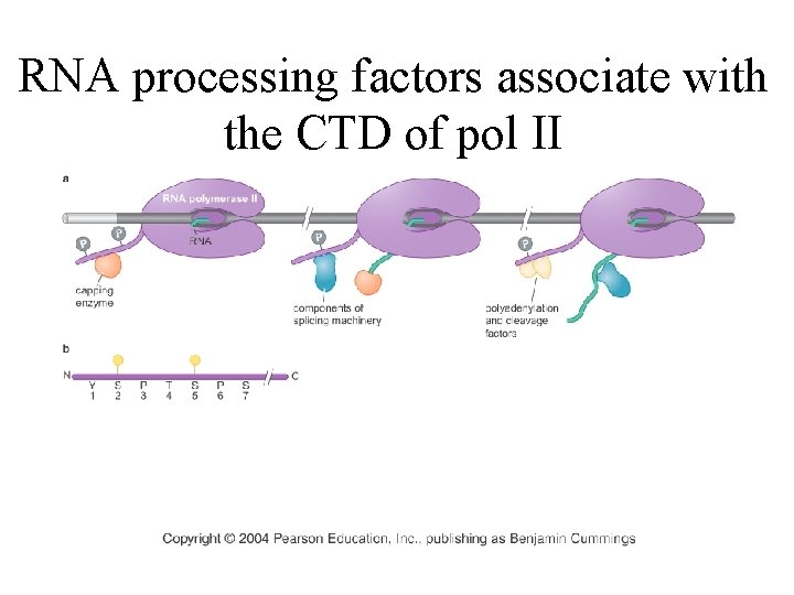 RNA processing factors associate with the CTD of pol II RNA processing factors associate with the CTD of pol II