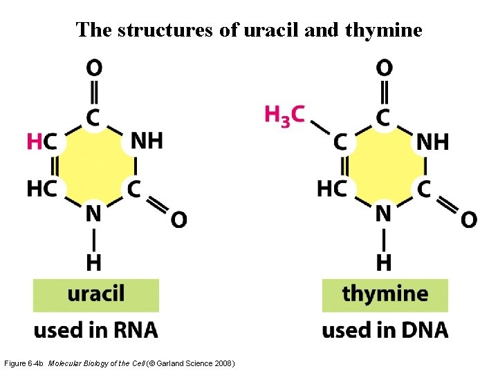The structures of uracil and thymine Figure 6 -4 b Molecular Biology of the The structures of uracil and thymine Figure 6 -4 b Molecular Biology of the