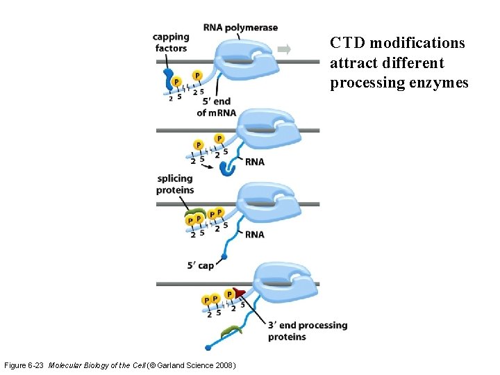 CTD modifications attract different processing enzymes Figure 6 -23 Molecular Biology of the Cell CTD modifications attract different processing enzymes Figure 6 -23 Molecular Biology of the Cell