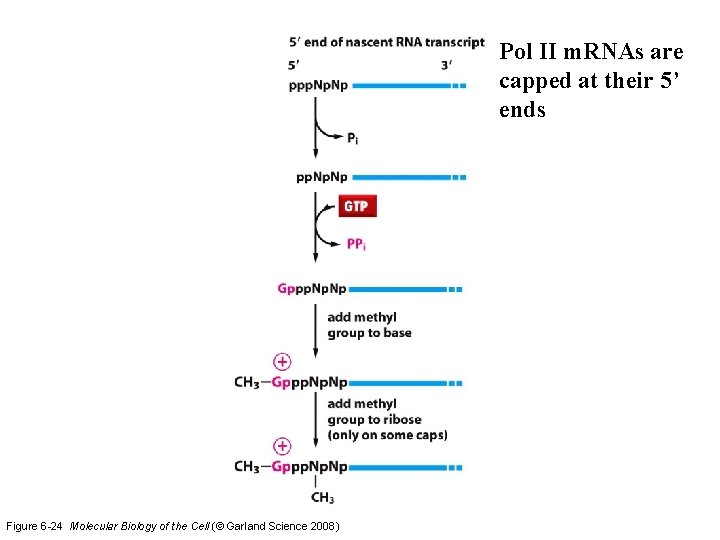 Pol II m. RNAs are capped at their 5’ ends Figure 6 -24 Molecular Pol II m. RNAs are capped at their 5’ ends Figure 6 -24 Molecular