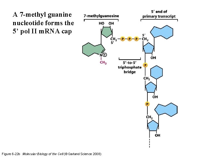 A 7 -methyl guanine nucleotide forms the 5’ pol II m. RNA cap Figure A 7 -methyl guanine nucleotide forms the 5’ pol II m. RNA cap Figure