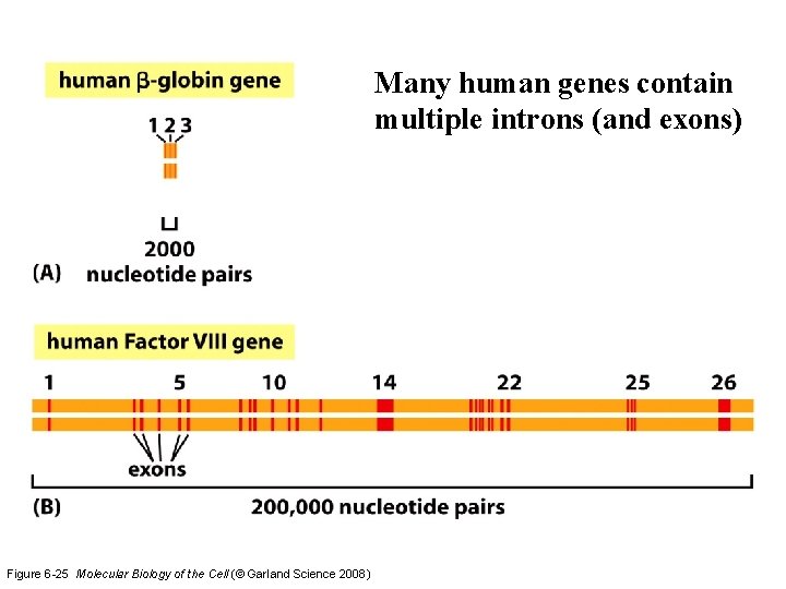 Many human genes contain multiple introns (and exons) Figure 6 -25 Molecular Biology of Many human genes contain multiple introns (and exons) Figure 6 -25 Molecular Biology of