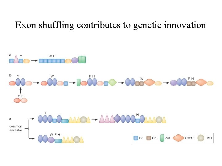 Exon shuffling contributes to genetic innovation Exon shuffling contributes to genetic innovation