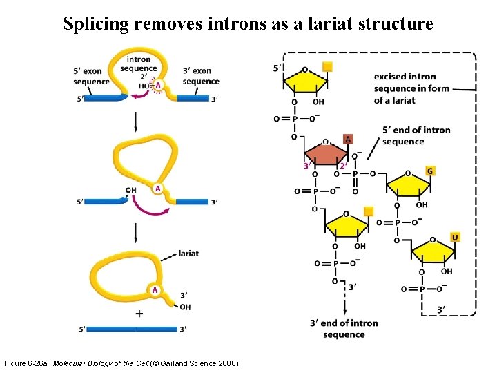 Splicing removes introns as a lariat structure Figure 6 -26 a Molecular Biology of Splicing removes introns as a lariat structure Figure 6 -26 a Molecular Biology of