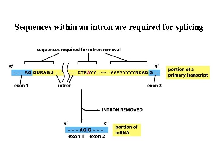 Sequences within an intron are required for splicing Sequences within an intron are required for splicing