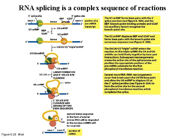 RNA splicing is a complex sequence of reactions Figure 6 -29 Molecular Biology of RNA splicing is a complex sequence of reactions Figure 6 -29 Molecular Biology of