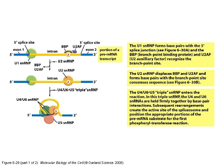Figure 6 -29 (part 1 of 2) Molecular Biology of the Cell (© Garland Figure 6 -29 (part 1 of 2) Molecular Biology of the Cell (© Garland