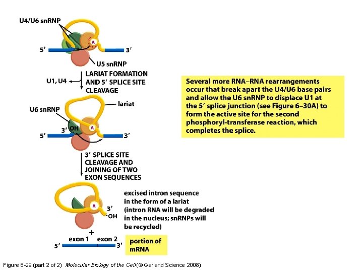 Figure 6 -29 (part 2 of 2) Molecular Biology of the Cell (© Garland Figure 6 -29 (part 2 of 2) Molecular Biology of the Cell (© Garland