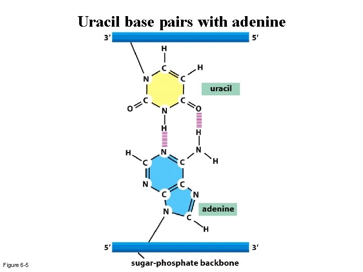 Uracil base pairs with adenine Figure 6 -5 Uracil base pairs with adenine Figure 6 -5