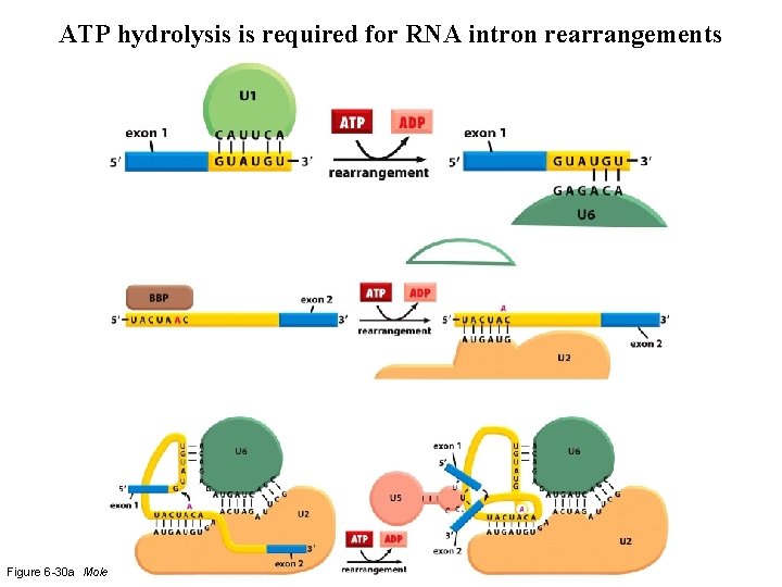 ATP hydrolysis is required for RNA intron rearrangements Figure 6 -30 a Molecular Biology ATP hydrolysis is required for RNA intron rearrangements Figure 6 -30 a Molecular Biology