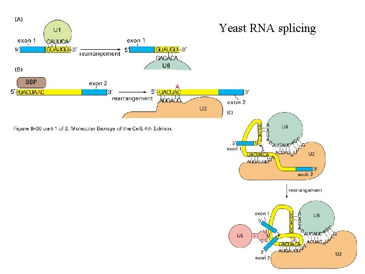 Yeast RNA splicing Yeast RNA splicing