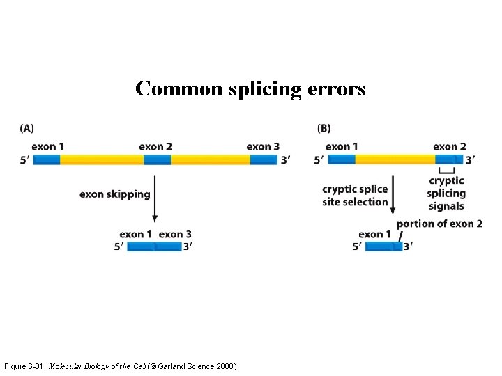 Common splicing errors Figure 6 -31 Molecular Biology of the Cell (© Garland Science Common splicing errors Figure 6 -31 Molecular Biology of the Cell (© Garland Science