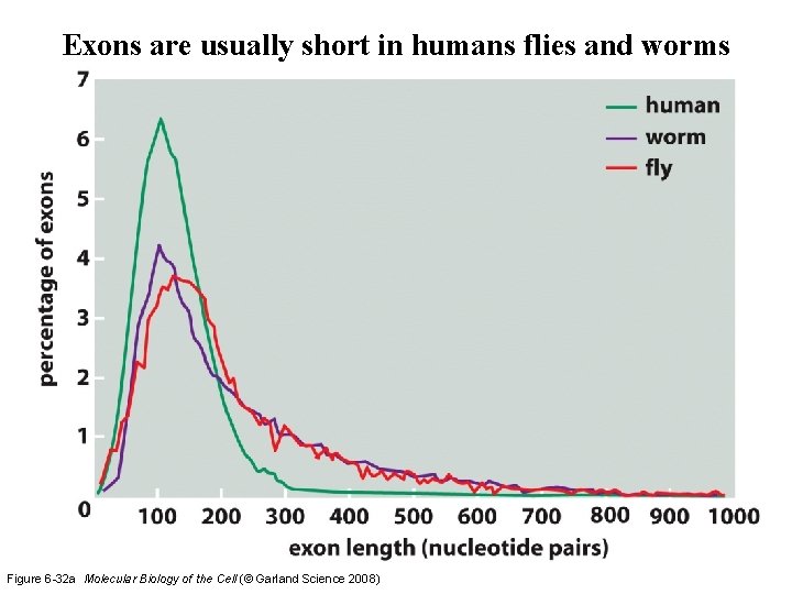 Exons are usually short in humans flies and worms Figure 6 -32 a Molecular Exons are usually short in humans flies and worms Figure 6 -32 a Molecular