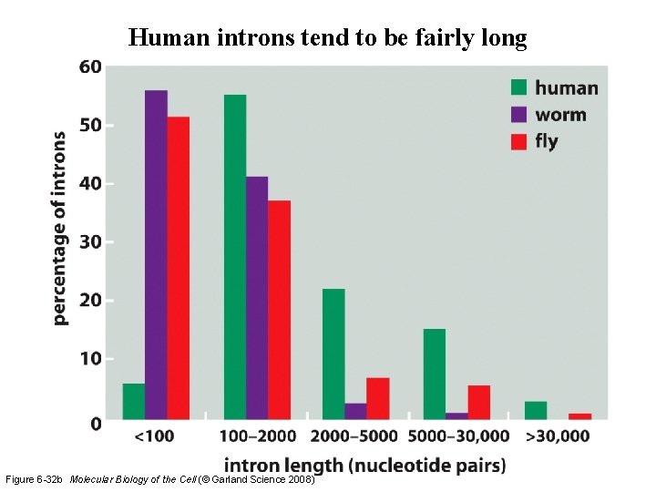 Human introns tend to be fairly long Figure 6 -32 b Molecular Biology of Human introns tend to be fairly long Figure 6 -32 b Molecular Biology of