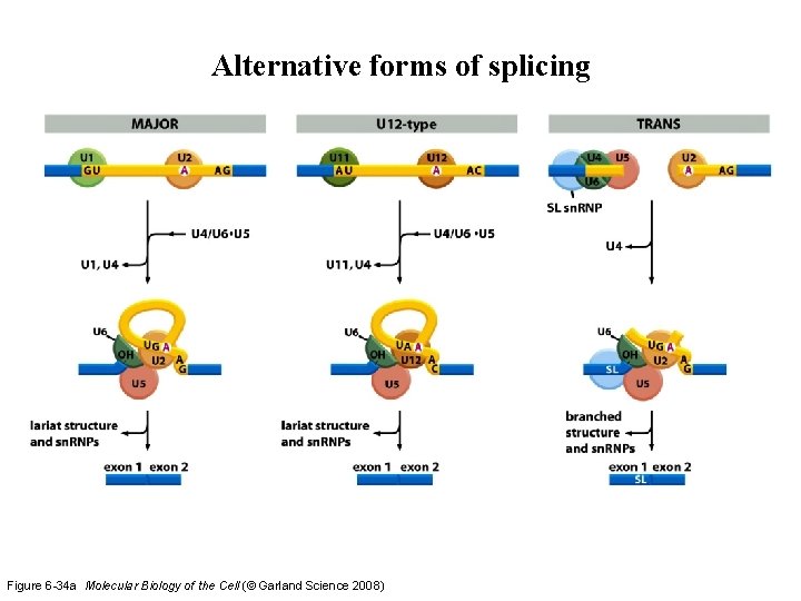 Alternative forms of splicing Figure 6 -34 a Molecular Biology of the Cell (© Alternative forms of splicing Figure 6 -34 a Molecular Biology of the Cell (©