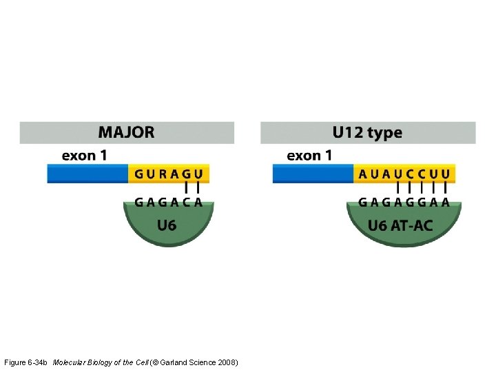 Figure 6 -34 b Molecular Biology of the Cell (© Garland Science 2008) Figure 6 -34 b Molecular Biology of the Cell (© Garland Science 2008)