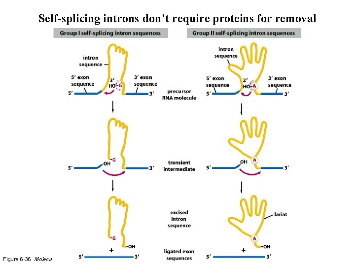 Self-splicing introns don’t require proteins for removal Figure 6 -36 Molecular Biology of the Self-splicing introns don’t require proteins for removal Figure 6 -36 Molecular Biology of the