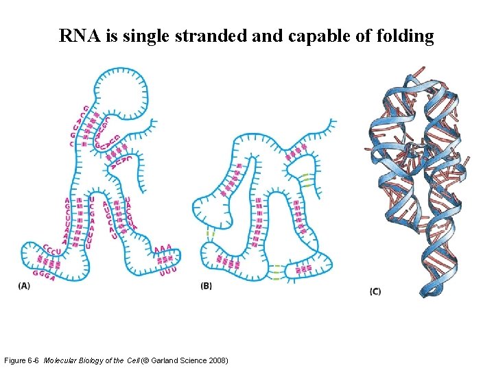 RNA is single stranded and capable of folding Figure 6 -6 Molecular Biology of RNA is single stranded and capable of folding Figure 6 -6 Molecular Biology of