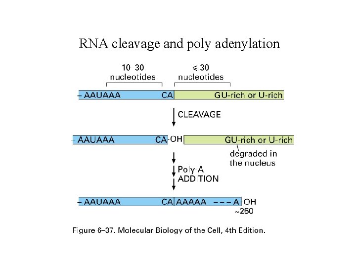 RNA cleavage and poly adenylation RNA cleavage and poly adenylation