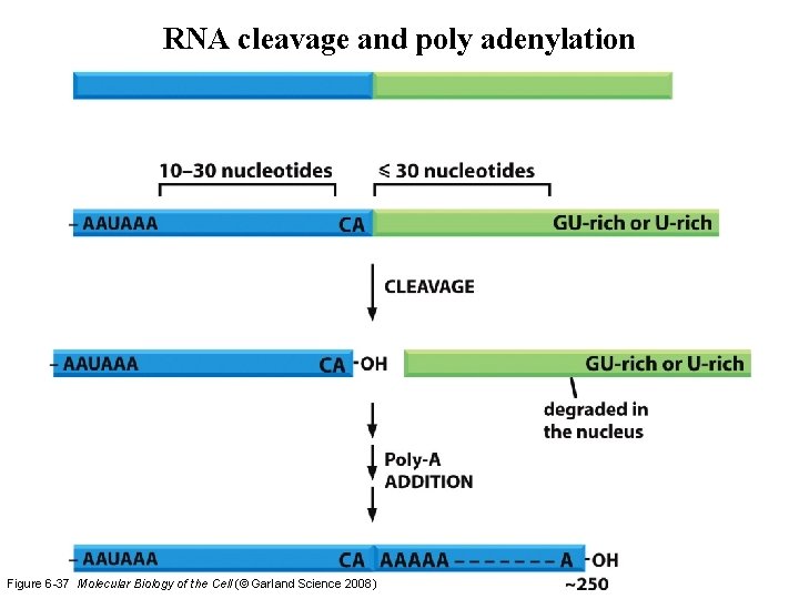 RNA cleavage and poly adenylation Figure 6 -37 Molecular Biology of the Cell (© RNA cleavage and poly adenylation Figure 6 -37 Molecular Biology of the Cell (©