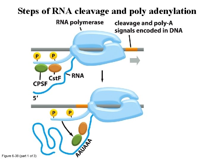 Steps of RNA cleavage and poly adenylation Figure 6 -38 (part 1 of 3) Steps of RNA cleavage and poly adenylation Figure 6 -38 (part 1 of 3)