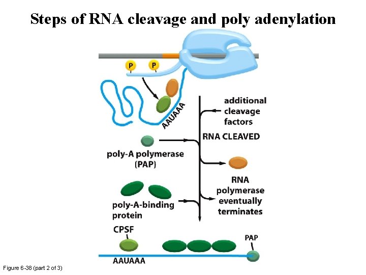 Steps of RNA cleavage and poly adenylation Figure 6 -38 (part 2 of 3) Steps of RNA cleavage and poly adenylation Figure 6 -38 (part 2 of 3)
