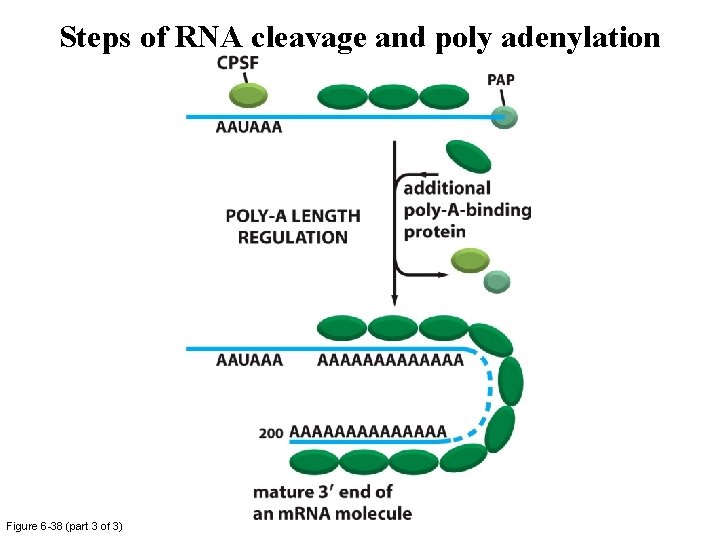 Steps of RNA cleavage and poly adenylation Figure 6 -38 (part 3 of 3) Steps of RNA cleavage and poly adenylation Figure 6 -38 (part 3 of 3)