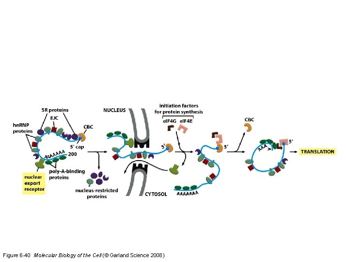 Figure 6 -40 Molecular Biology of the Cell (© Garland Science 2008) Figure 6 -40 Molecular Biology of the Cell (© Garland Science 2008)