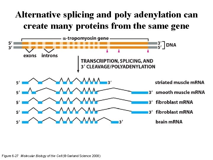 Alternative splicing and poly adenylation can create many proteins from the same gene Figure Alternative splicing and poly adenylation can create many proteins from the same gene Figure