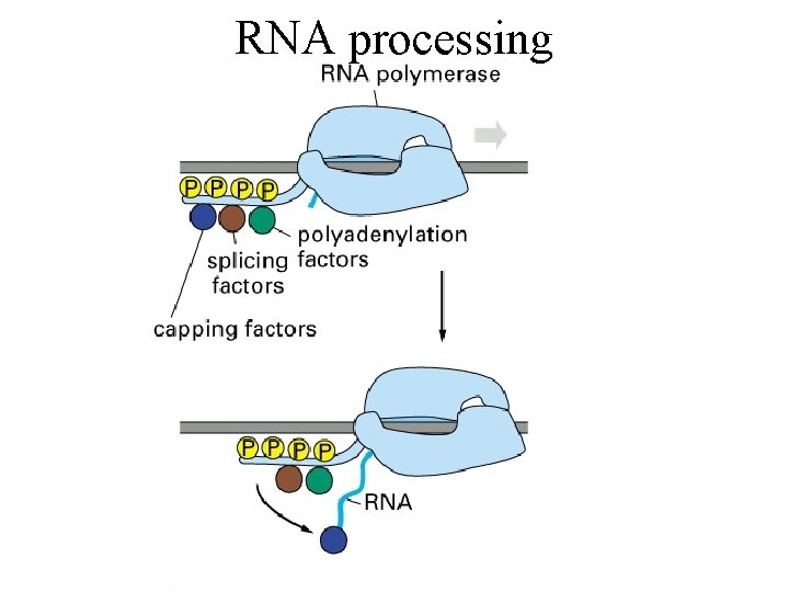 RNA processing RNA processing