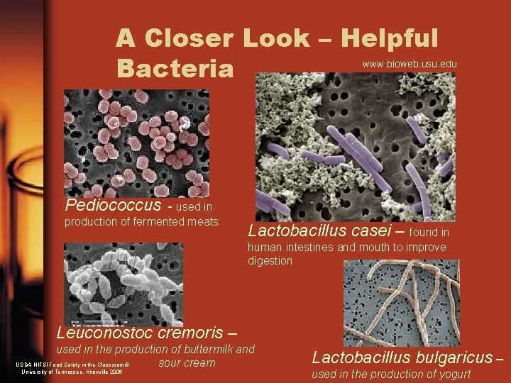 A Closer Look – Helpful Bacteria www. bioweb. usu. edu Pediococcus - used in